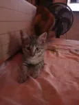 Trigada