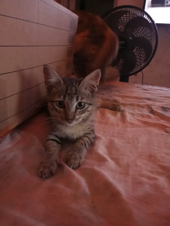 Gato ra a SRD-ViraLata idade 2 a 6 meses nome Trigada