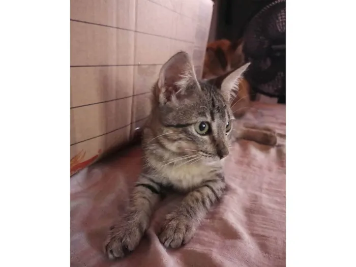 Gato ra a SRD-ViraLata idade 2 a 6 meses nome Trigada