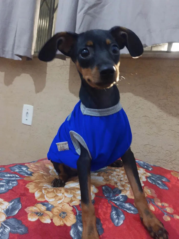 Cachorro ra a Pinscher idade 2 a 6 meses nome Max