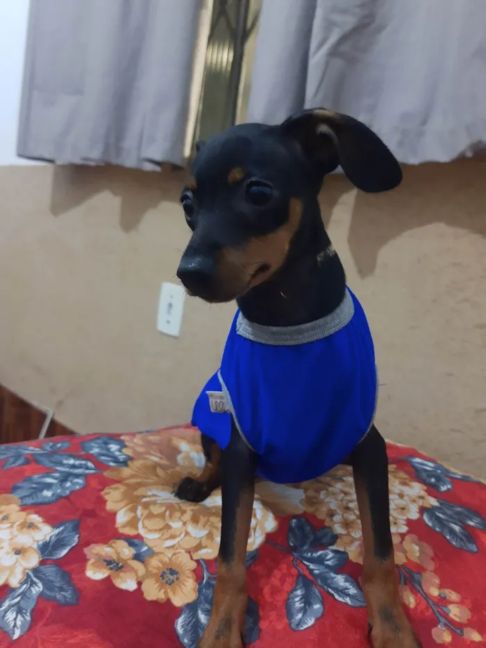 Cachorro ra a Pinscher idade 2 a 6 meses nome Max
