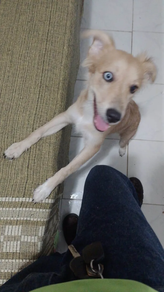 Cachorro ra a Mestiça  idade 7 a 11 meses nome Mel