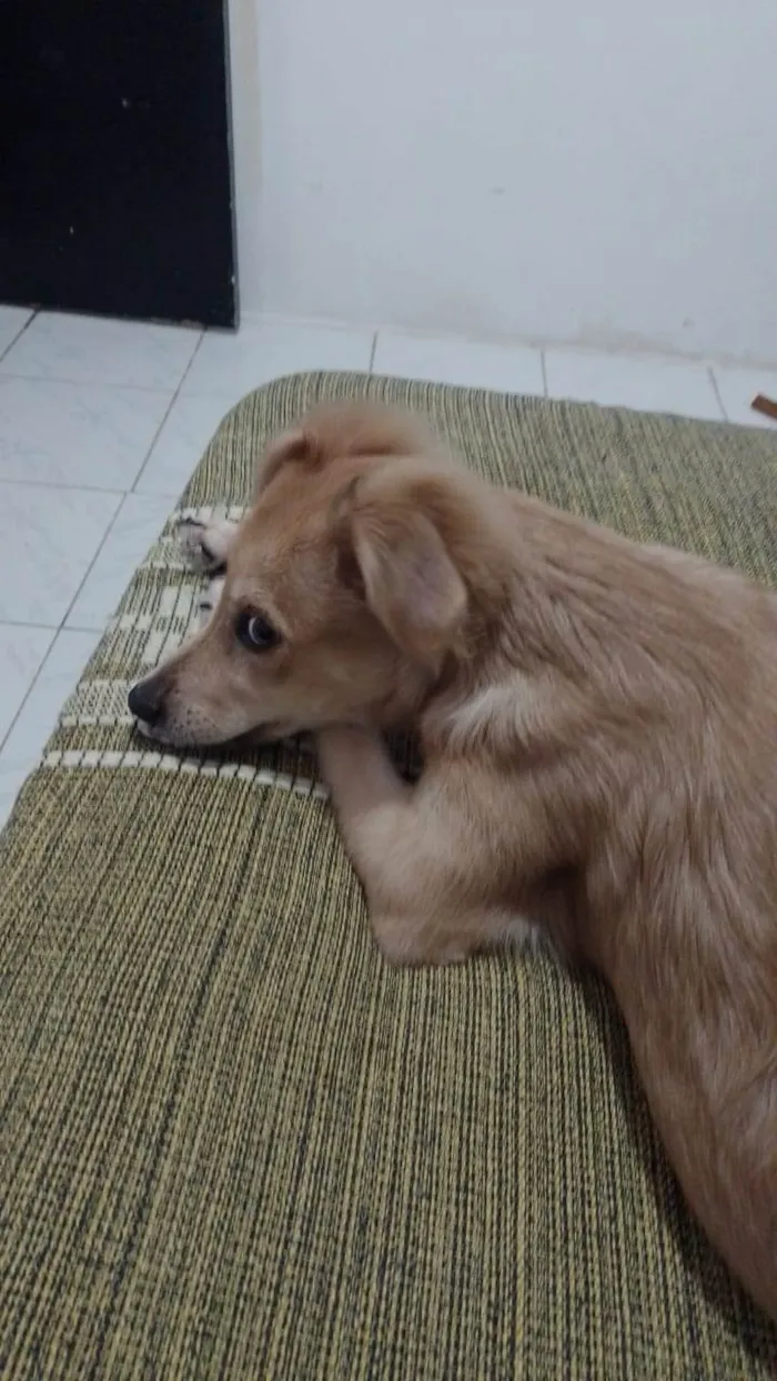 Cachorro ra a Mestiça  idade 7 a 11 meses nome Mel