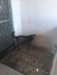 Apolo