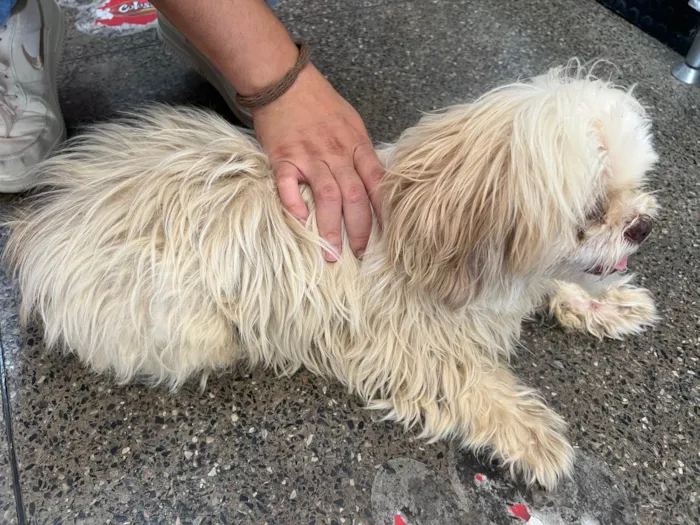 Cachorro ra a Shitzu idade 5 anos nome não se sabe o nome 