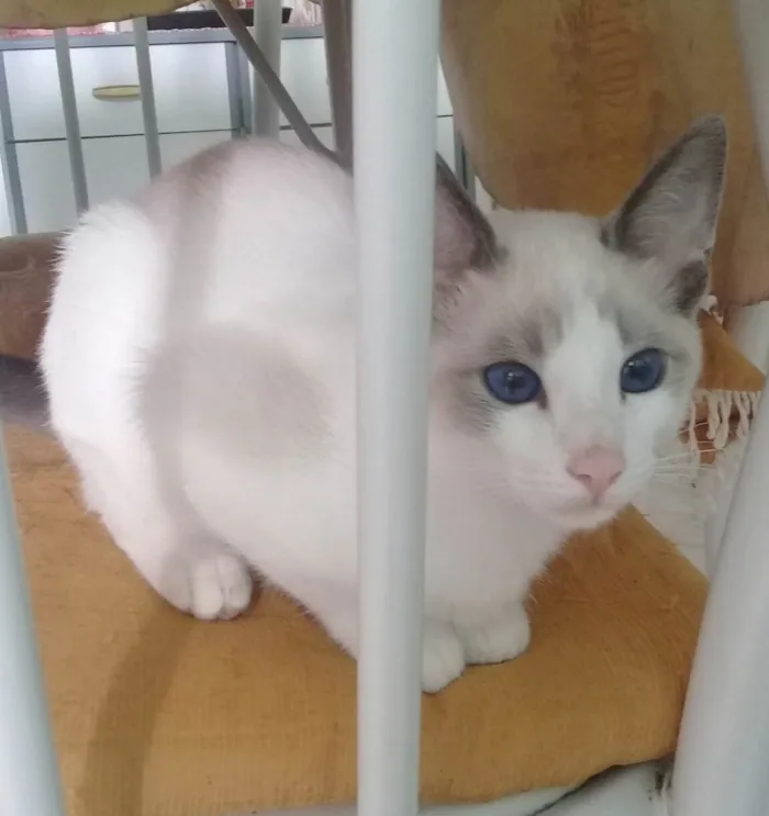 Gato raça SRD-ViraLata idade 2 a 6 meses nome Sem nome