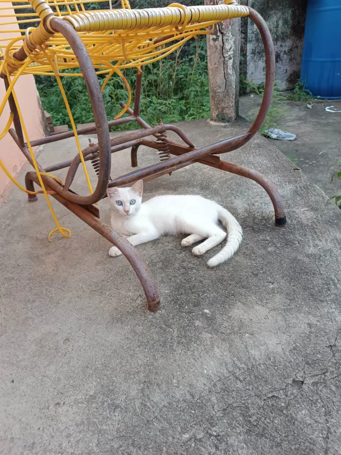 Gato raça Siamês idade 7 a 11 meses nome Sem nome 