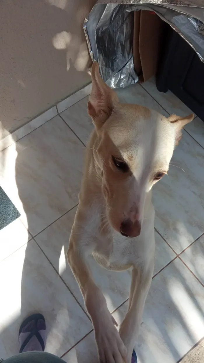 Cachorro ra a SRD-ViraLata idade 1 ano nome Amora