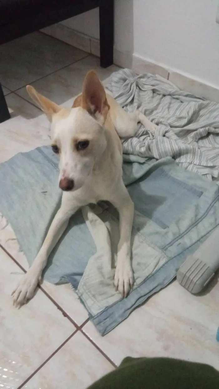 Cachorro ra a SRD-ViraLata idade 1 ano nome Amora
