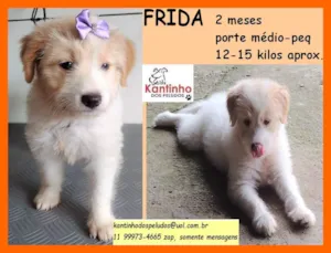 Cachorro raça SRD idade 2 a 6 meses nome Frida 