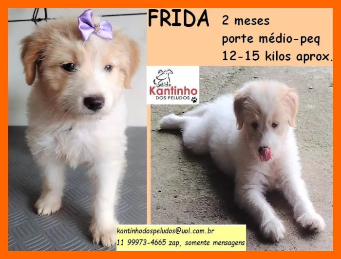Cachorro raça SRD idade 2 a 6 meses nome Frida 