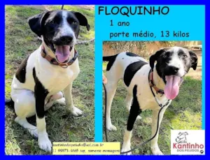 Cachorro raça SRD idade 1 ano nome Floquinho