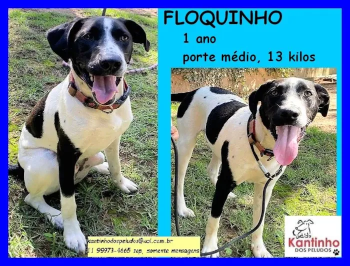 Cachorro raça SRD idade 1 ano nome Floquinho