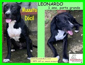 Cachorro raça SRD idade 1 ano nome Leonardo 