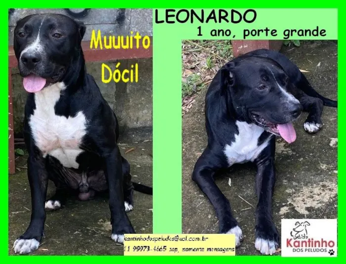 Cachorro ra a SRD idade 1 ano nome Leonardo 