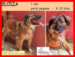 Cachorro raça SRD idade 1 ano nome Eloiza