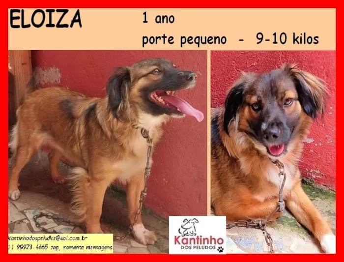 Cachorro raça SRD idade 1 ano nome Eloiza