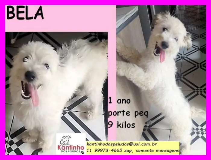 Cachorro raça SRD idade 1 ano nome Bela