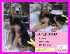 Cachorro raça SRD idade 2 a 6 meses nome Sapekinha