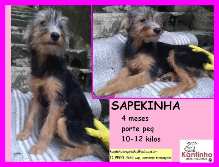 Cachorro raça SRD idade 2 a 6 meses nome Sapekinha