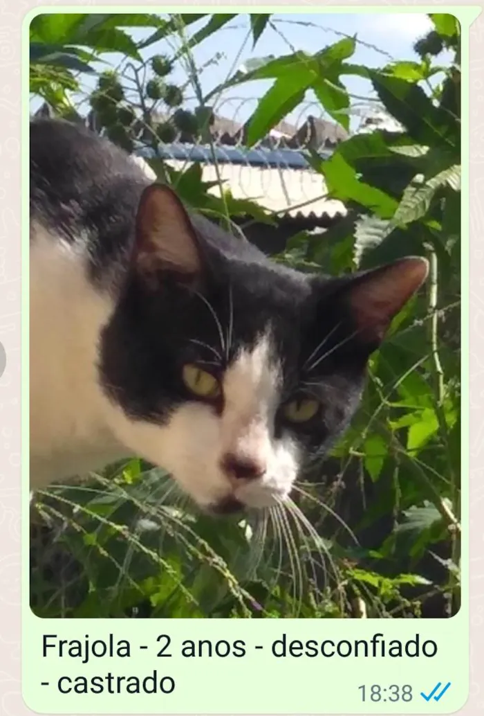 Gato ra a SRD  idade 2 anos nome Frajola 