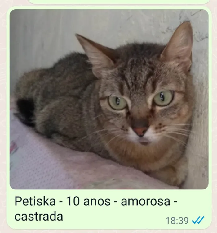 Gato ra a SRD idade 6 ou mais anos nome Petiska