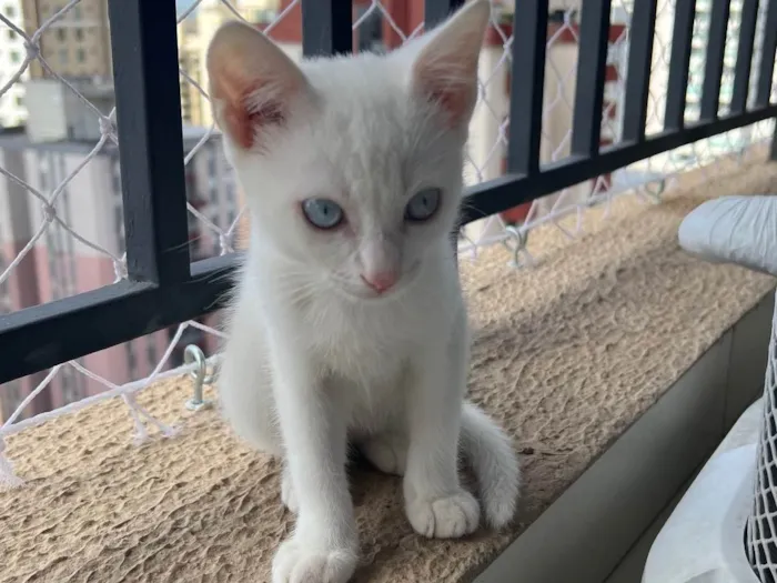 Gato ra a Sem raca idade Abaixo de 2 meses nome Sem nome