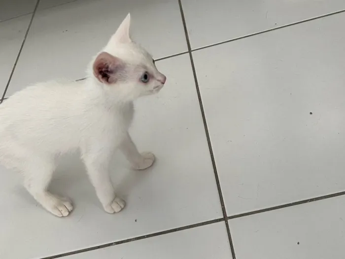 Gato ra a Sem raca idade Abaixo de 2 meses nome Sem nome