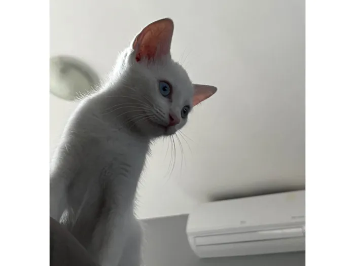 Gato ra a Sem raca idade Abaixo de 2 meses nome Sem nome