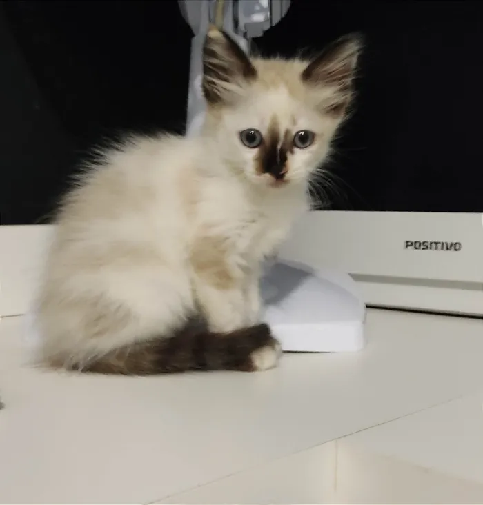 Gato ra a SRD-ViraLata idade 2 a 6 meses nome Mandy