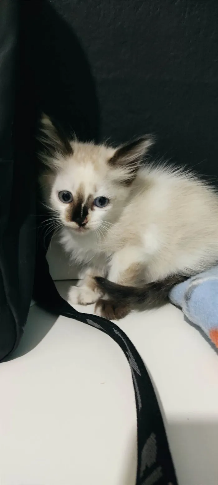 Gato ra a SRD-ViraLata idade 2 a 6 meses nome Mandy