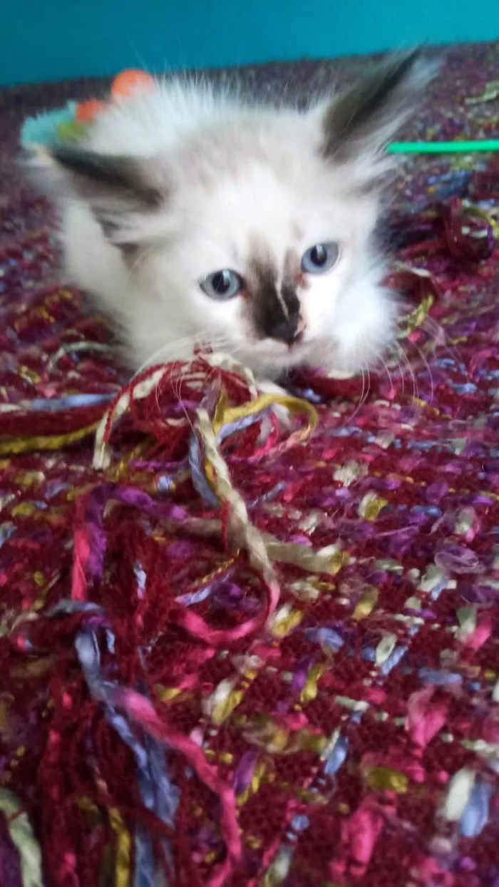 Gato ra a SRD-ViraLata idade 2 a 6 meses nome Mandy