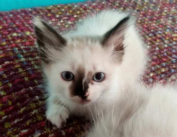 Gato ra a SRD-ViraLata idade 2 a 6 meses nome Mandy