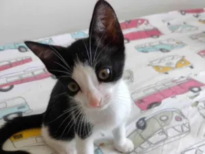 Gato raça SRD-ViraLata idade 2 a 6 meses nome Flocos e Baunilha