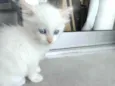 Pipoca