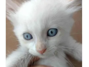 Gato raça SRD-ViraLata idade Abaixo de 2 meses nome Pipoca