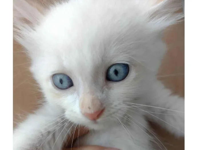 Gato ra a SRD-ViraLata idade Abaixo de 2 meses nome Pipoca
