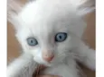 Pipoca