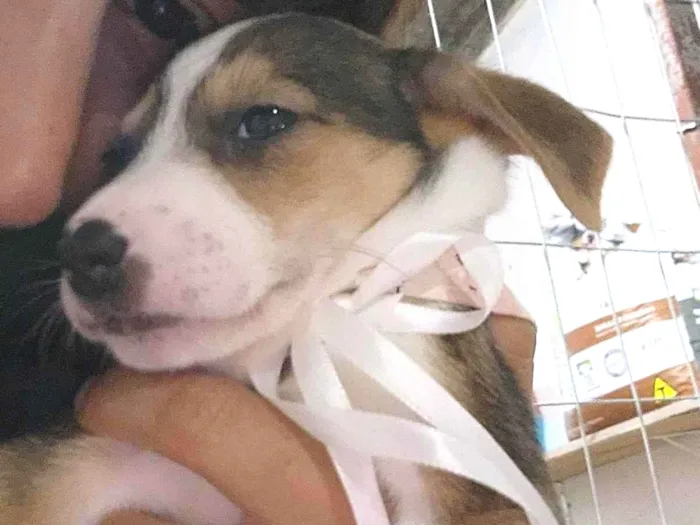 Cachorro ra a SRD-ViraLata idade Abaixo de 2 meses nome Lady Gaga