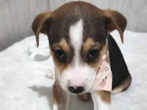 Cachorro raça SRD-ViraLata idade Abaixo de 2 meses nome Lady Gaga