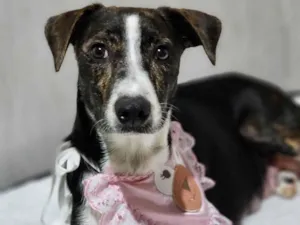 Cachorro raça SRD-ViraLata idade 3 anos nome Pandora 