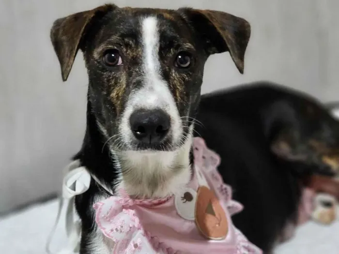 Cachorro ra a SRD-ViraLata idade 3 anos nome Pandora 