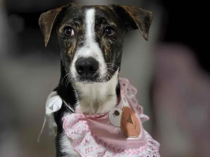 Cachorro ra a SRD-ViraLata idade 3 anos nome Pandora 