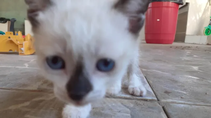 Gato ra a SRD-ViraLata idade 2 a 6 meses nome Chanin