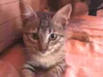 Trigada
