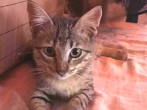Gato raça SRD-ViraLata idade 2 a 6 meses nome Trigada