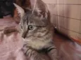 Trigada