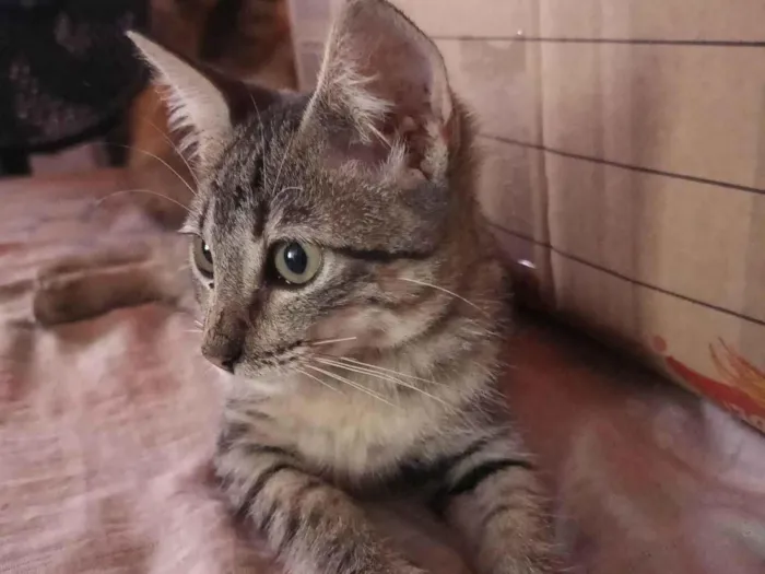 Gato ra a SRD-ViraLata idade 2 a 6 meses nome Trigada