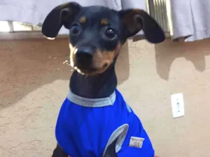 Cachorro raça Pinscher idade 2 a 6 meses nome Max