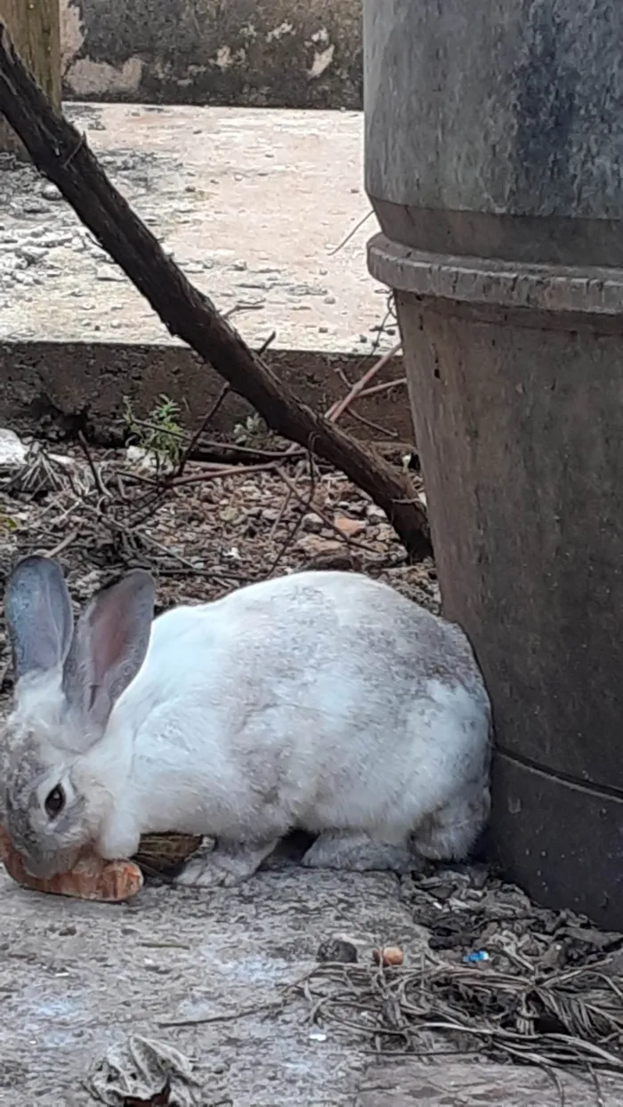 Gato ra a SRD-ViraLata idade 2 a 6 meses nome Gato